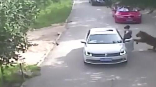 八达岭老虎袭人伤者:我们要得是公道和澄清事实