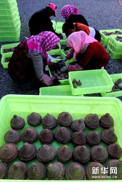 工作人员对出土的擦擦进行归类装箱（10月15日摄）。