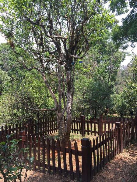 老班章“茶王”树 老班章“茶王”树