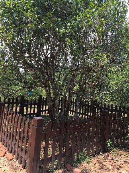 老班章“茶后”树 老班章“茶后”树