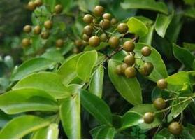 中药马钱子的炮制方法 油炸醋泡皆宜