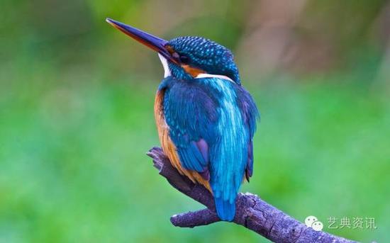 点翠之珍贵，除去金银珠宝的衬托与繁复的工艺外