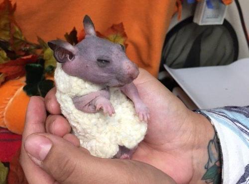 目前，Silky还在进行眼睛感染的治疗，预计不久就可以治愈，等待好心人领养它了。