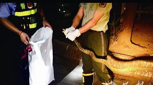 醒来床边现1米长的蛇 醒来床边现1米长的蛇