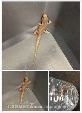 美女携带壁虎过安检,吓坏周边女性 美女携带壁虎过安检,吓坏周边女性