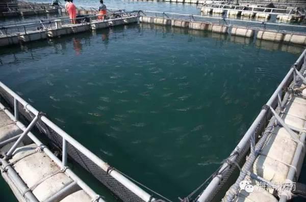 你敢吃吗?首批养殖河豚预计11月底拥有市场流通资质