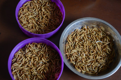 员工被罚当众吃面包虫 员工被罚当众吃面包虫