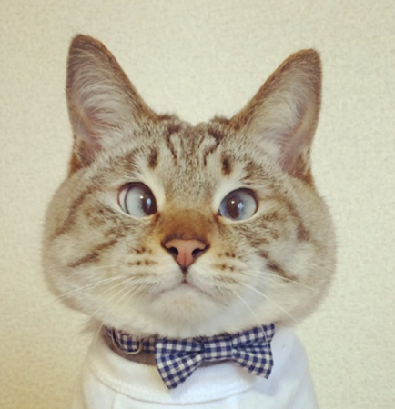 俄媒:日本“对眼猫”成网络新星 坐拥14万粉丝