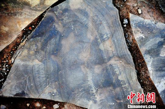 图为如人工雕刻般栩栩如生的“岩画”。　陈碧生 摄