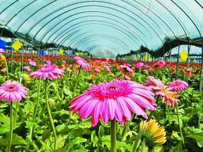 春城无处不飞花 春城无处不飞花