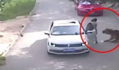 老虎伤人完整视频曝光