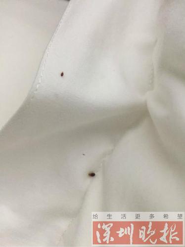 女子入住深圳一酒店 半夜醒来床上惊现十几只臭虫