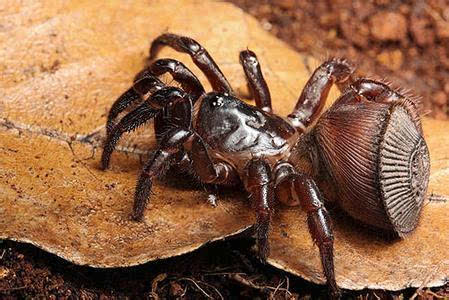 四川发现会打洞蜘蛛