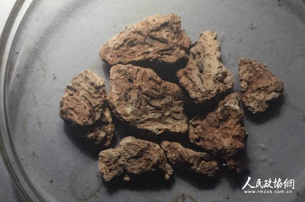 烧土中的稻壳遗存 烧土中的稻壳遗存