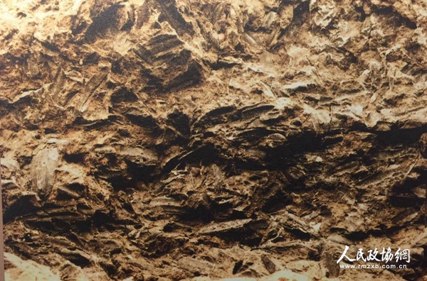 夹炭陶片中的谷壳 夹炭陶片中的谷壳