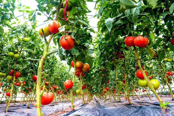 店子村蔬菜基地喜获丰收 店子村蔬菜基地喜获丰收