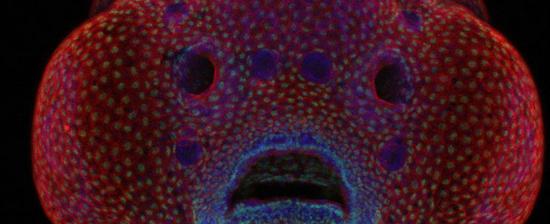 日前，2016年度尼康微观世界摄影大赛评选出了最后的赢家，来自美国得克萨斯的奥斯卡 鲁伊斯（Oscar Ruiz ）拍摄的斑马鱼胚胎照片拔得头筹，为世人展现了艺术和科学之美。