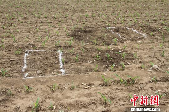 图为盗洞位置示意图?！≡尽∩? longdesc=