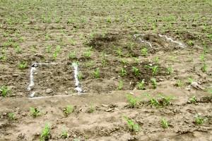 农田中还留有盗贼挖掘的坑洞   农田中还留有盗贼挖掘的坑洞