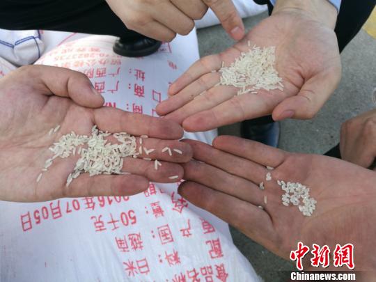 图为查获伪报的越南大米 周磊 摄