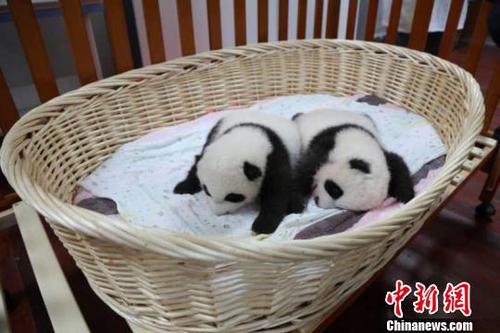 这对双胞胎兄妹十分活泼好动。　倪丽 摄