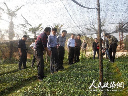 江西省上犹县政协助推茶产业发展