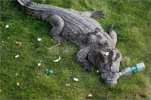 游客用食物砸醒熊猫 游客用食物砸醒熊猫