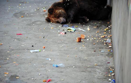 游客用食物砸醒熊猫2 游客用食物砸醒熊猫2