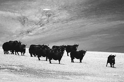 可可西里野牦牛群 可可西里野牦牛群