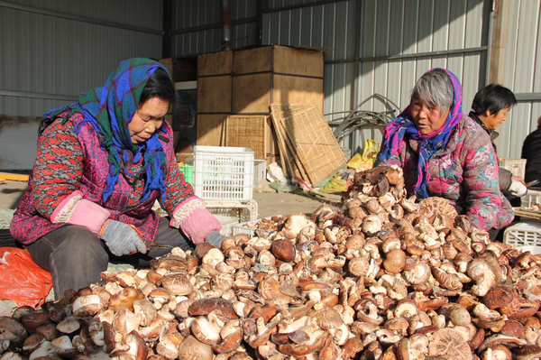 陈海清（左）和李小英（右）在剪香菇把儿