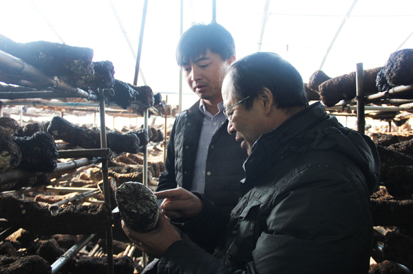 李术臣（前）指导李向文如何防治香菇绿霉病