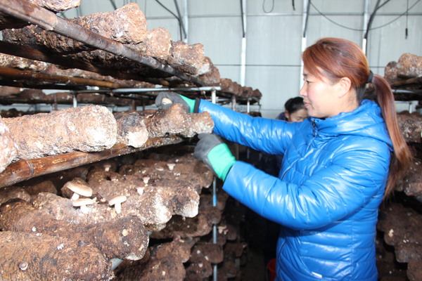 前岭村妇女王春梅正在采摘香菇