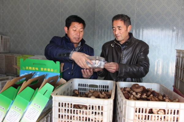 师傅正在对香菇进行包装