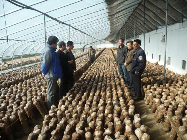 王海波委员（右二）指导村民栽培香菇