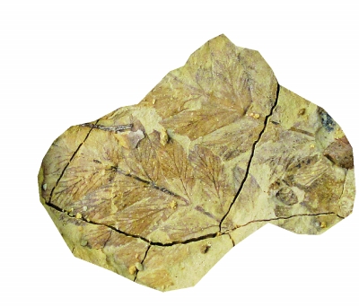 华夏植物群古植物化石 光明图片 华夏植物群古植物化石 光明图片
