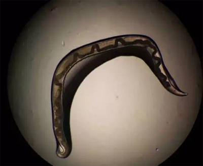 虫子在显微镜放大40倍后拍摄。