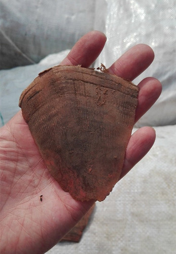 上海海关27日公布近日查获特大走私进口珍贵动物制品案，抓获犯罪嫌疑人3名，查获穿山甲鳞片101包、约3.1吨。