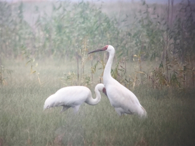 1120232365_14833999128871n 1120232365_14833999128871n