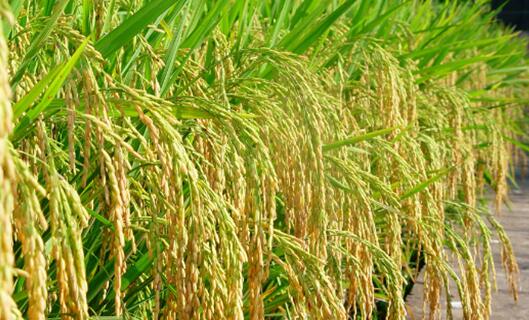 QQ截图20170117154323 QQ截图20170117154323