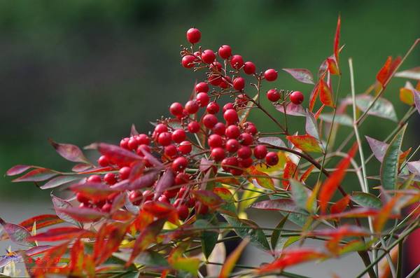 南天竹果 南天竹果