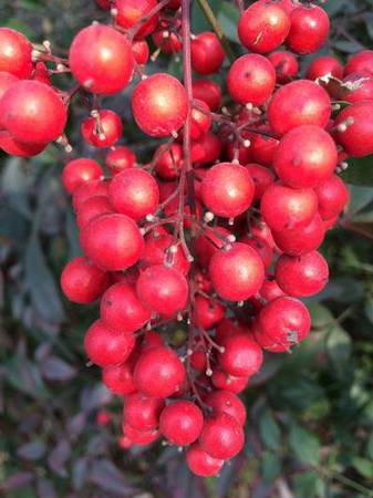 南天竹果2 南天竹果2