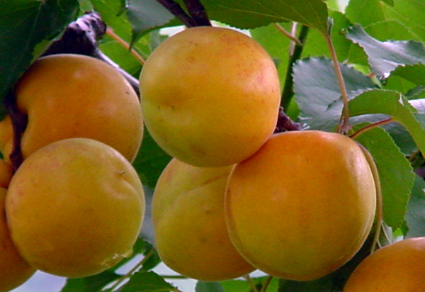 QQ截图20170207162459