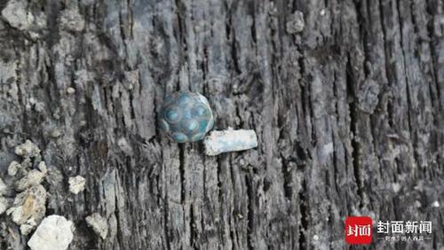 成都发现60座战国船棺墓 墓主佩戴埃及玻璃饰品蜻蜓眼