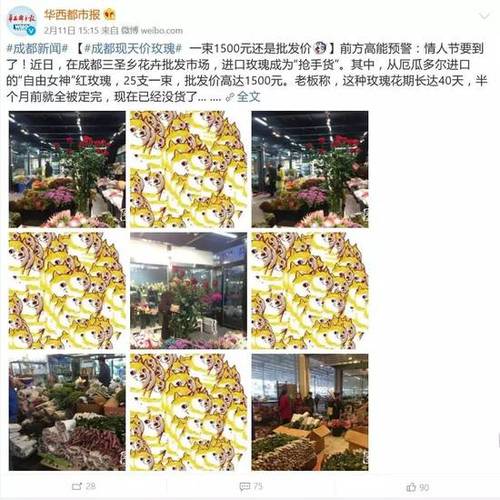 情人节进口玫瑰炒到1500元一束 国产玫瑰差在哪?