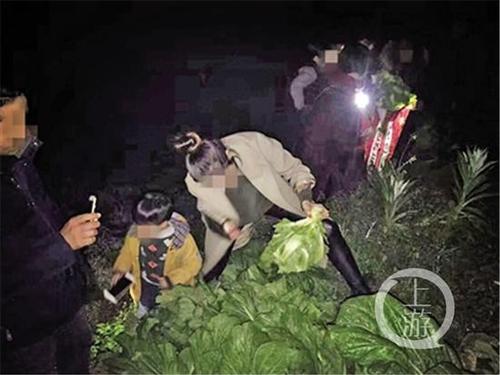 元宵节“偷青”民俗变偷菜:城里人毁了整块菜地