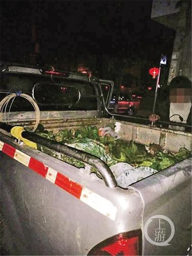 元宵节“偷青”民俗变偷菜:城里人毁了整块菜地