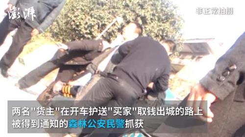 广西穿山甲地下交易仍猖獗 两只卖上万元