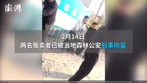 广西穿山甲地下交易仍猖獗 两只卖上万元