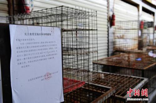 资料图：2月10日，长沙市活禽市场全部休市。 杨华峰 摄