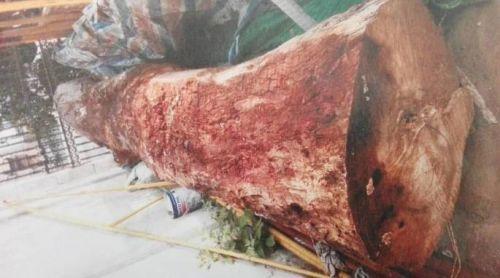 温州一骗子花200元买来烂木头 然后以168万卖出